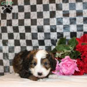 Vale, Mini Bernedoodle Puppy